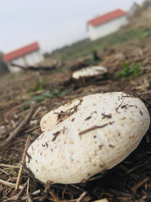 Apartament Tomajor Vendeghazak Tiszaeszlar Zewnętrze zdjęcie
